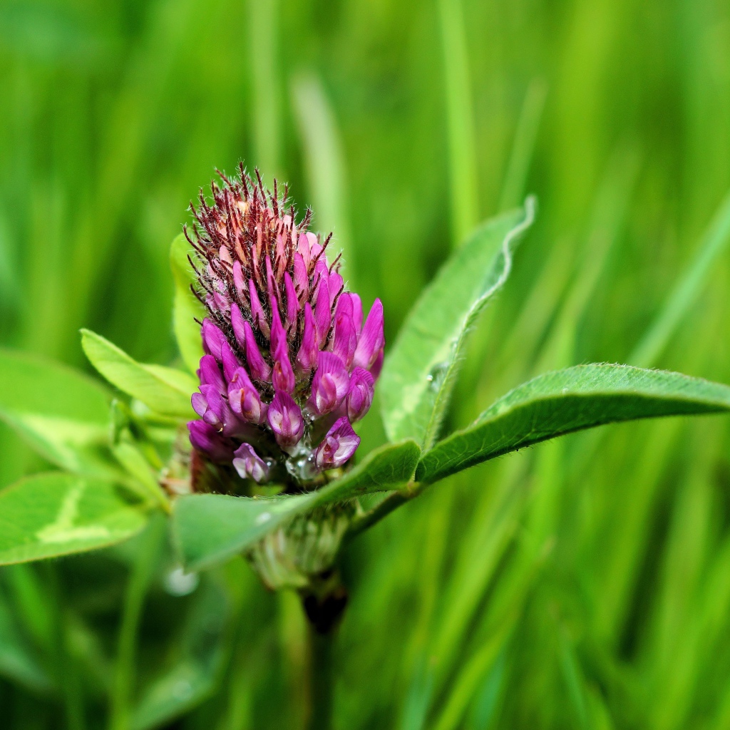 Розовый цветок клевера крупным планом