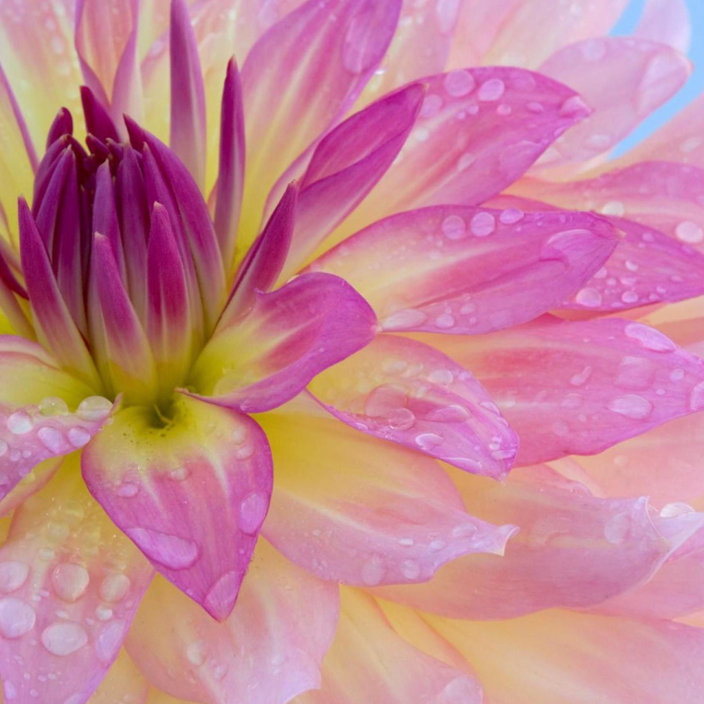 Розовая георгина с каплями воды на лепестках крупным планом