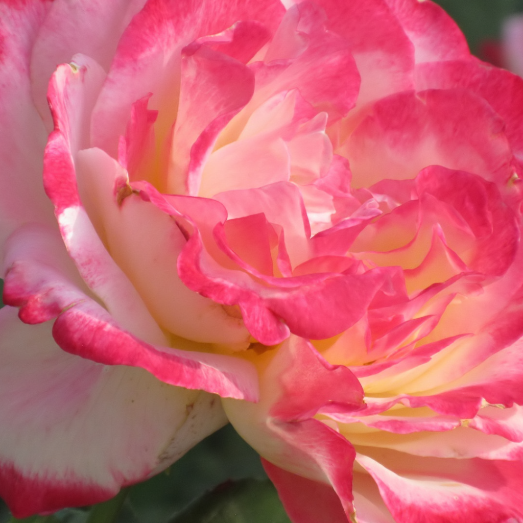 Розовый нежный цветок розы крупным планом