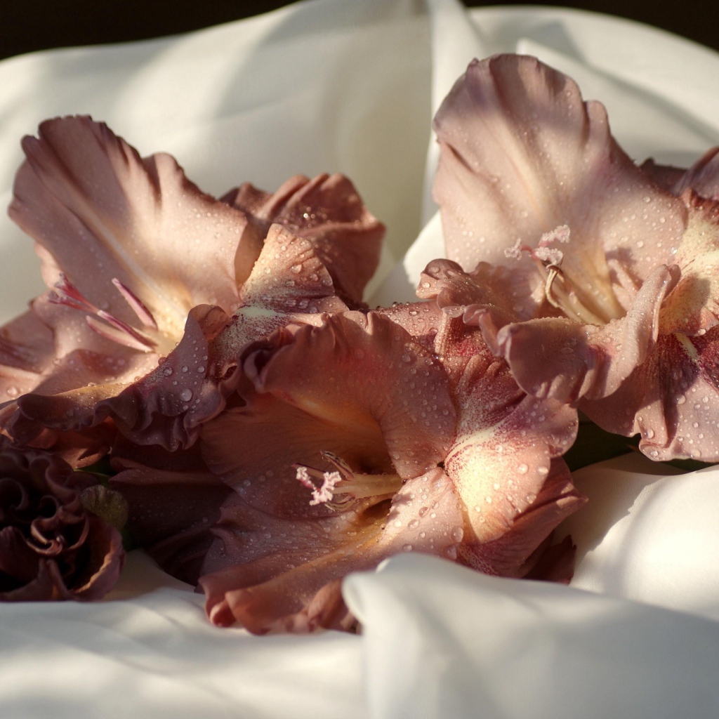 Розовый цветок гладиолуса лежит на белом покрывале 