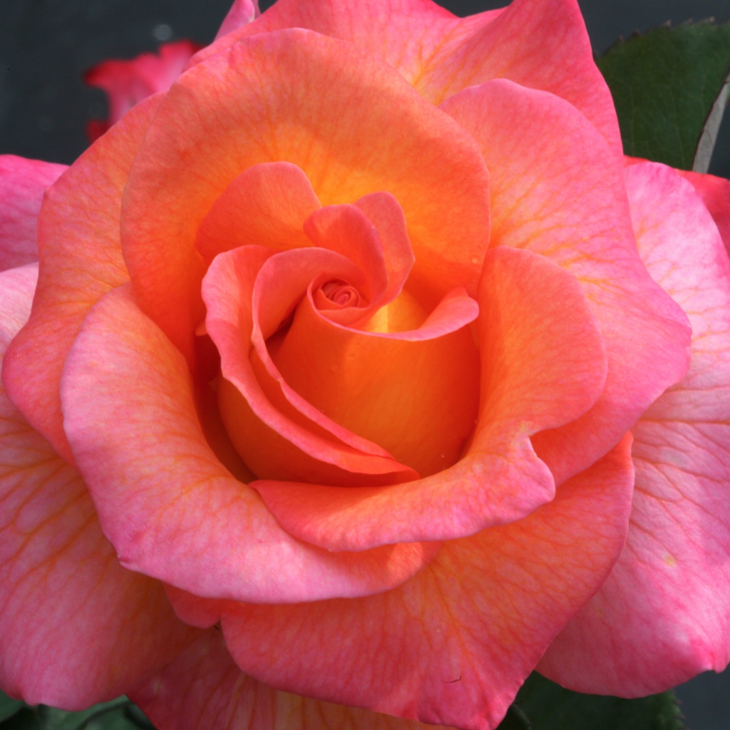 Розовый цветок красивой розы крупным планом