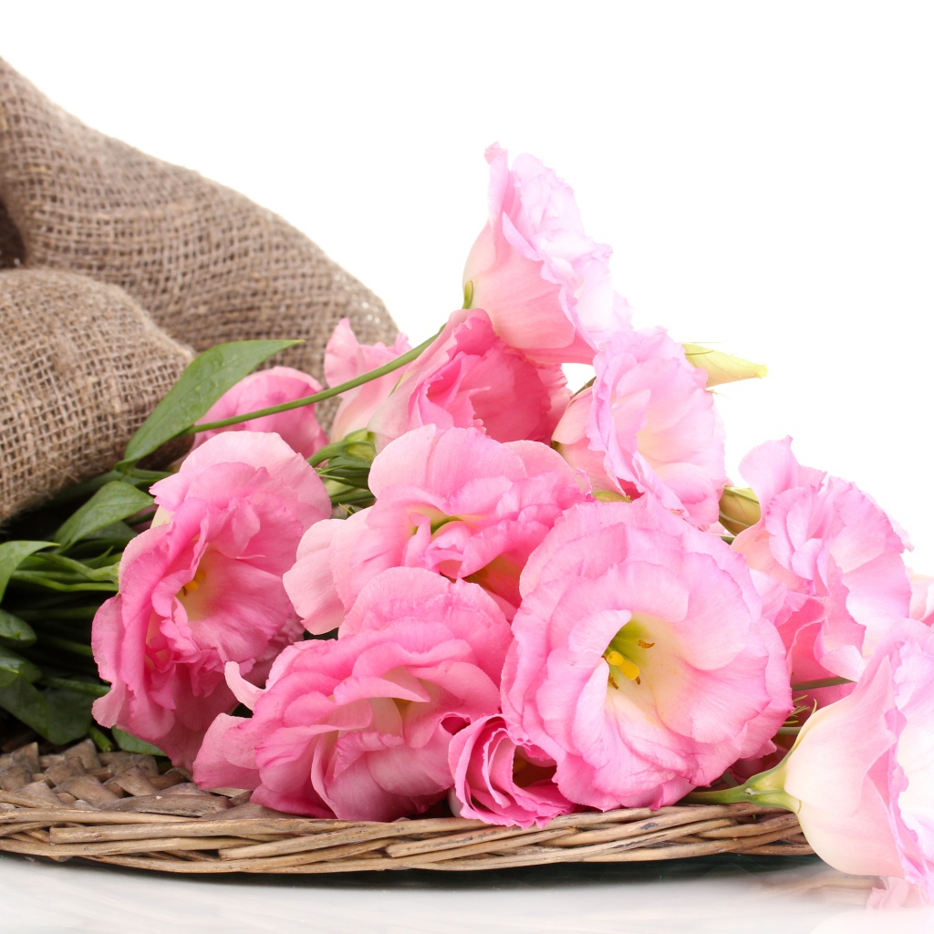 Розовые цветы эустома на белом фоне