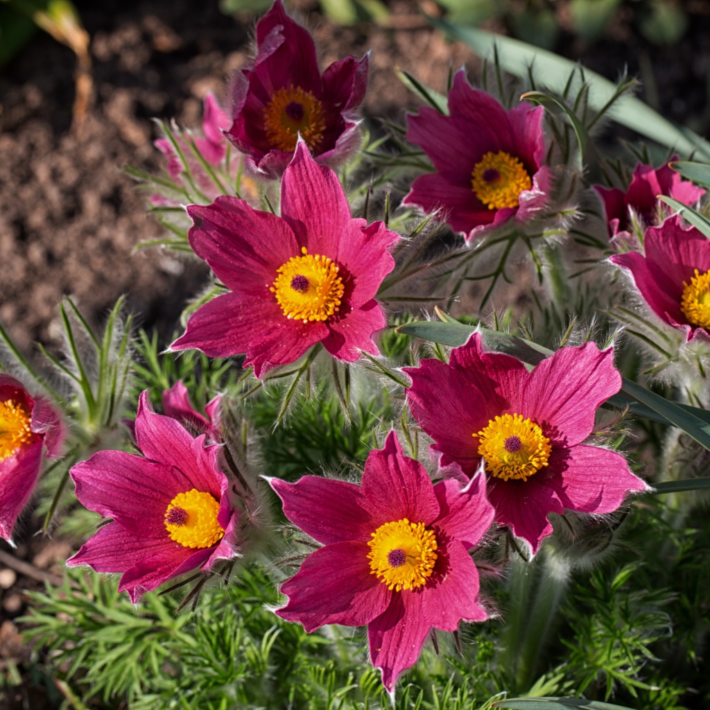 Розовые цветы прострел, вид сверху