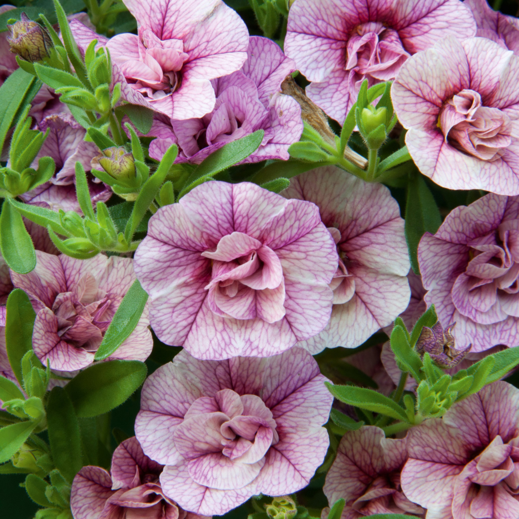 Розовые цветы Калибрахоа крупным планом