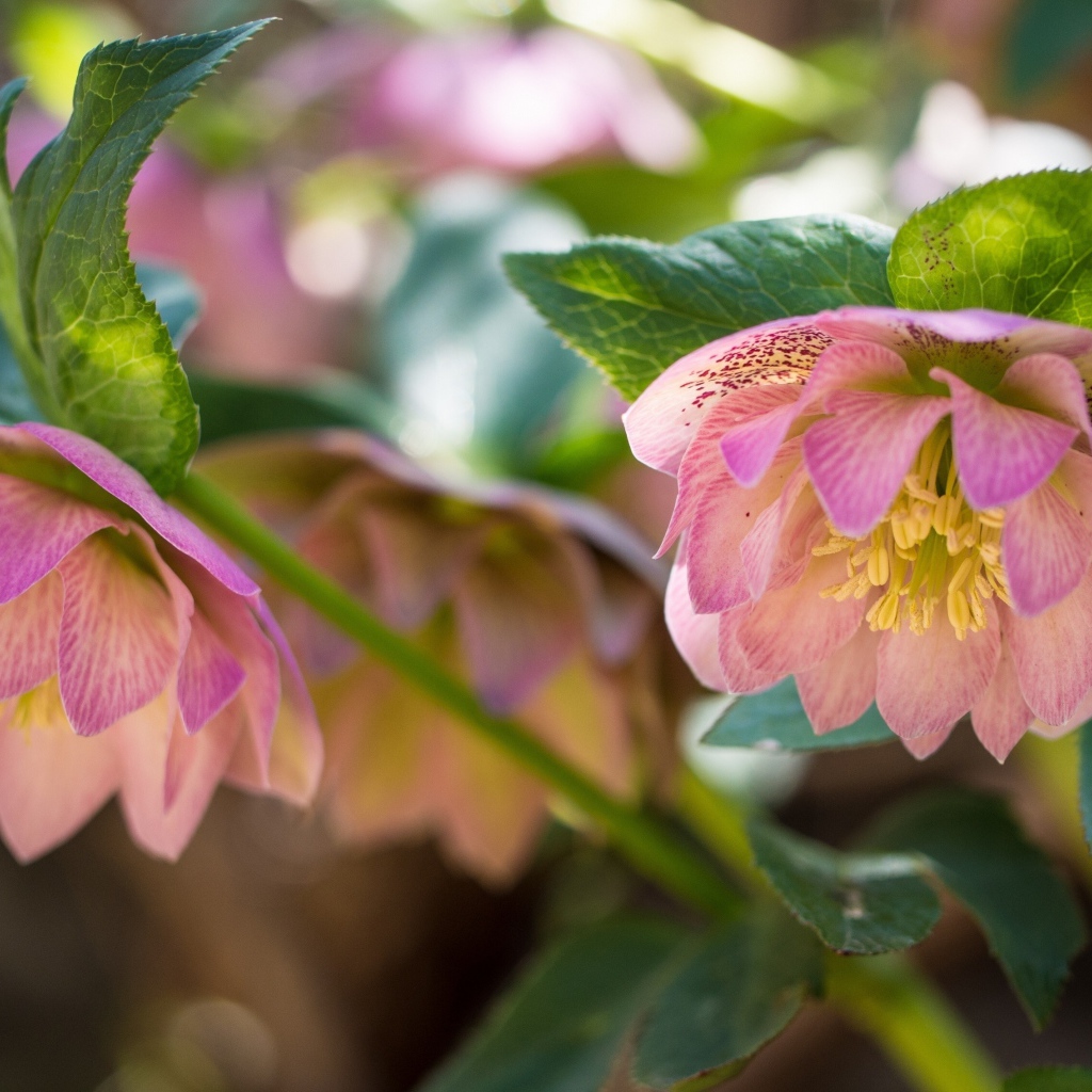 Розовые цветы морозника вблизи