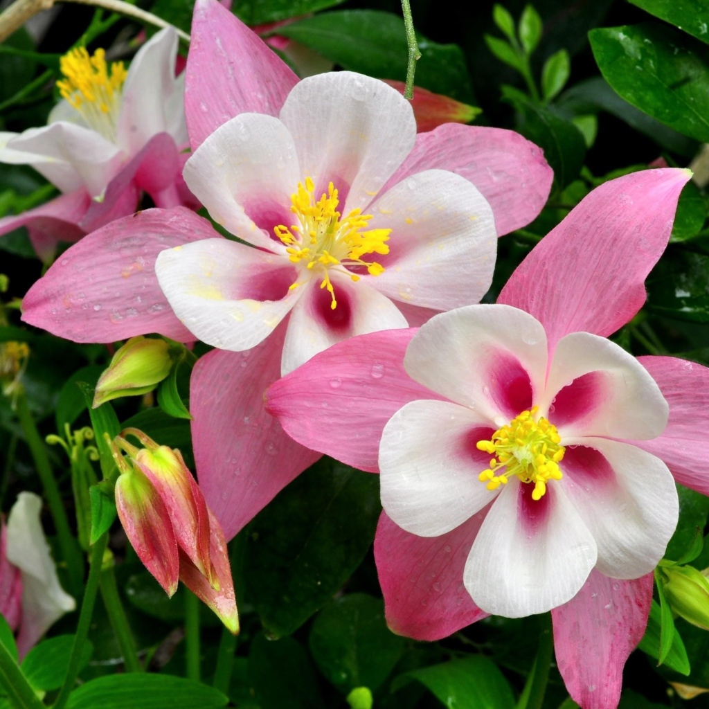 Розовые цветы водосбора крупным планом