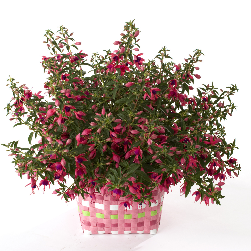 Розовый цветок фуксия на белом фоне