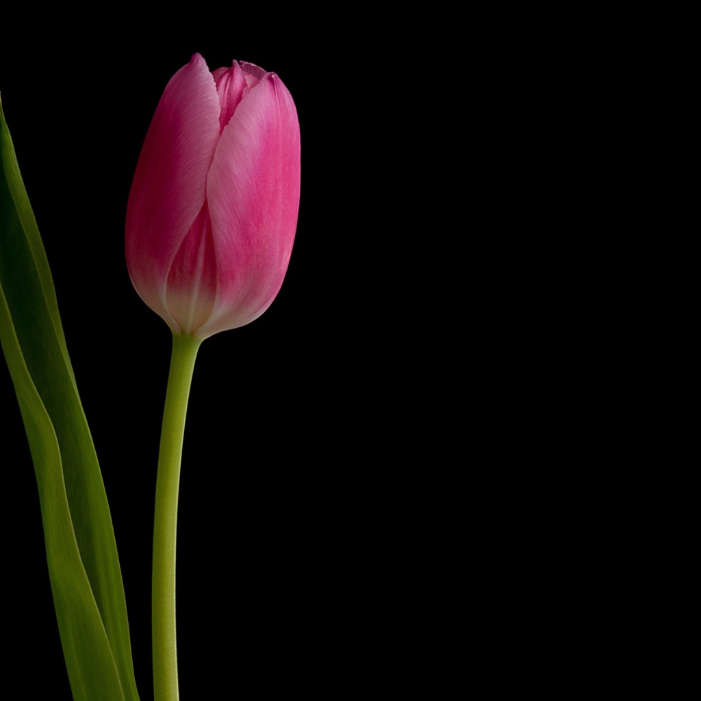 Розовый нежный тюльпан на черном фоне