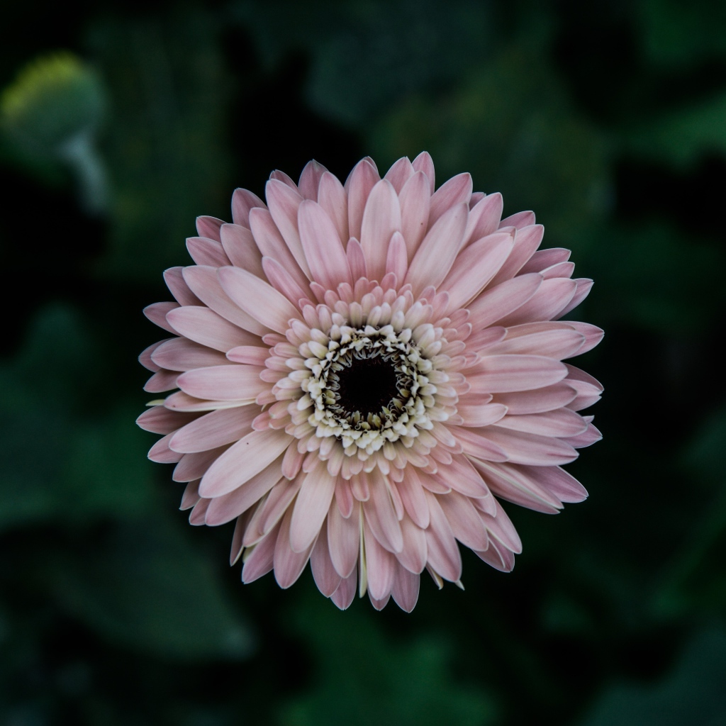 Розовая гербера вид сверху