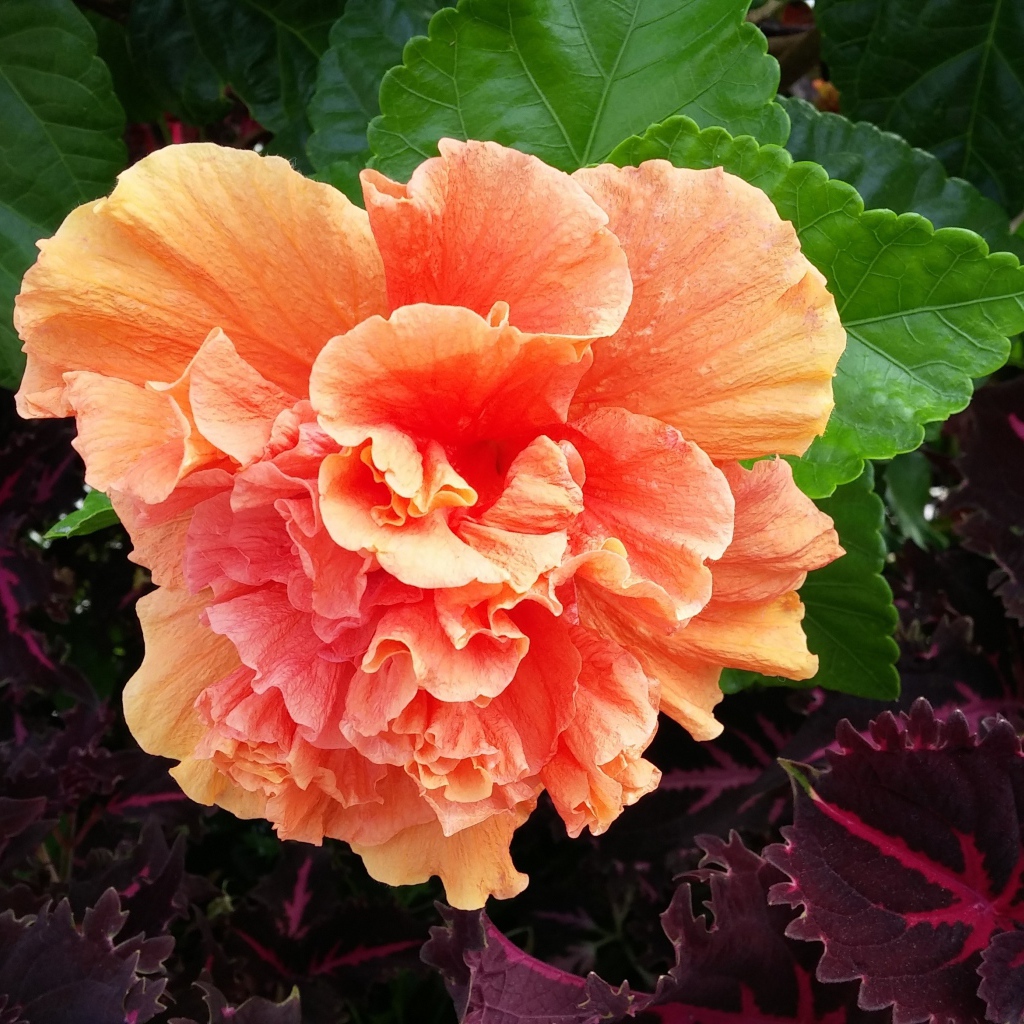 Розовый цветок гибискуса с зелеными листьями