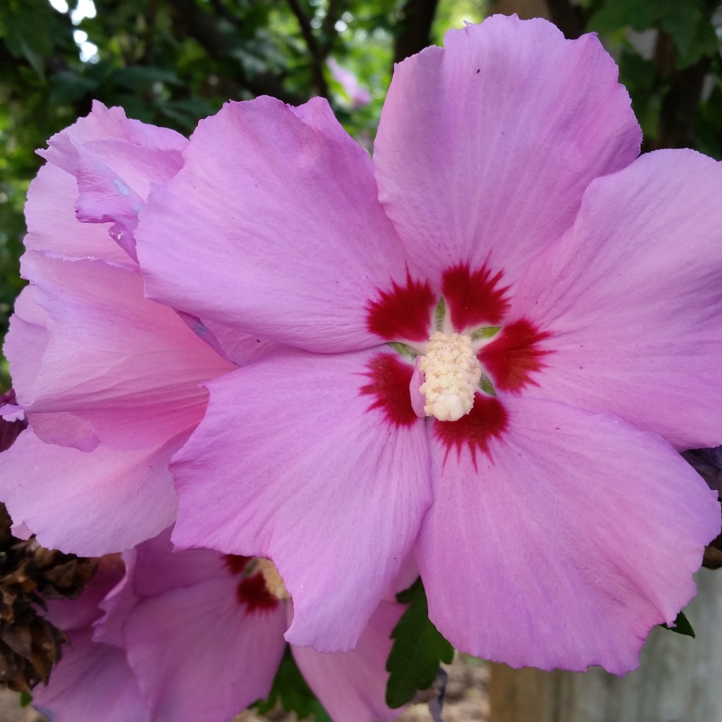 Розовые цветы гибискуса крупным планом