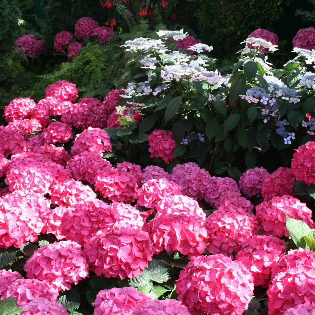 Розовые цветы гортензии в лучах солнца