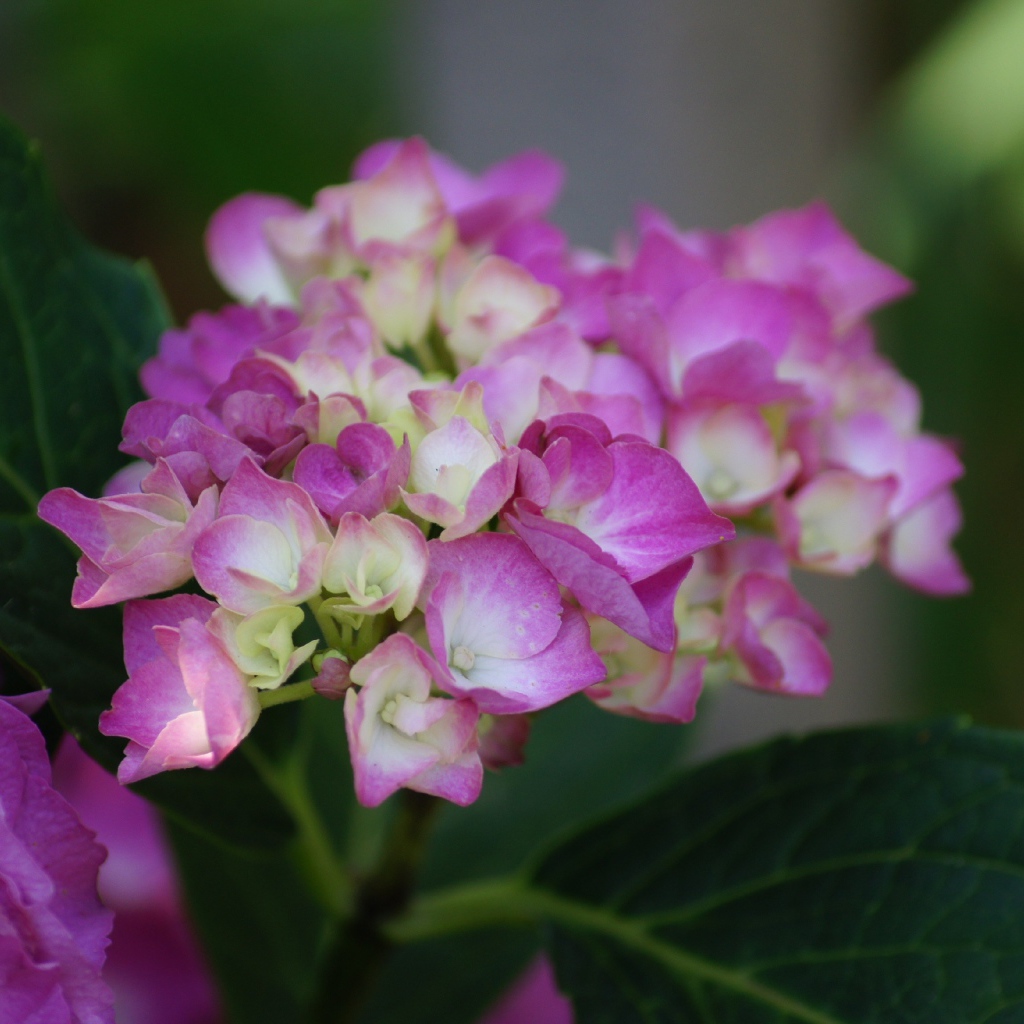 Розовые цветы гортензии с зелеными листьями