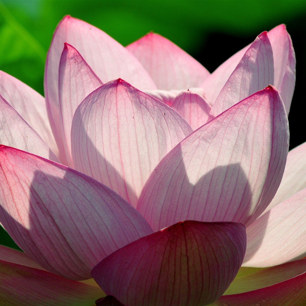 Розовый цветок лотоса в лучах солнца