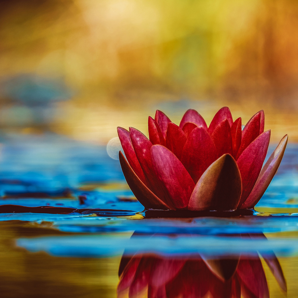 Розовый цветок лотоса отражается в воде