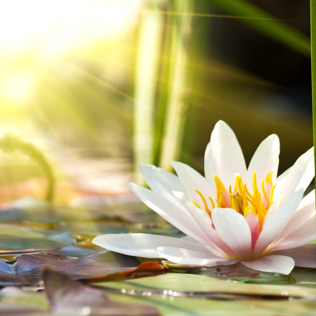 Розовые цветы лотоса в лучах солнца в пруду