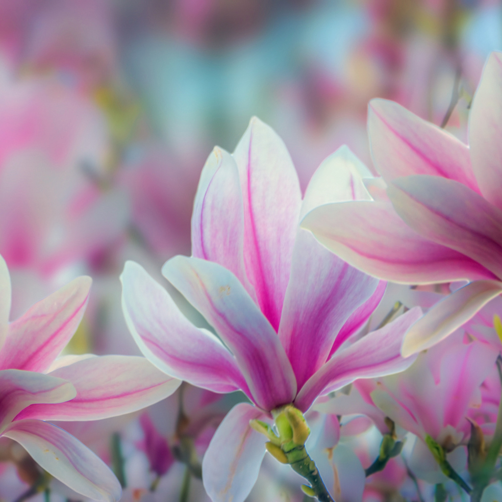 Розовые цветы магнолии крупным планом