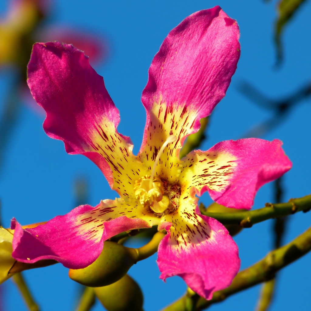 Розовый цветок орхидеи крупным планом