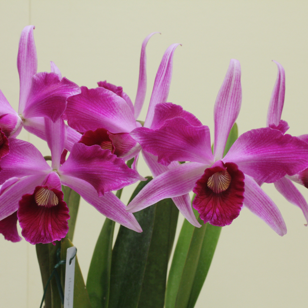 Розовые цветы орхидеи на сером фоне