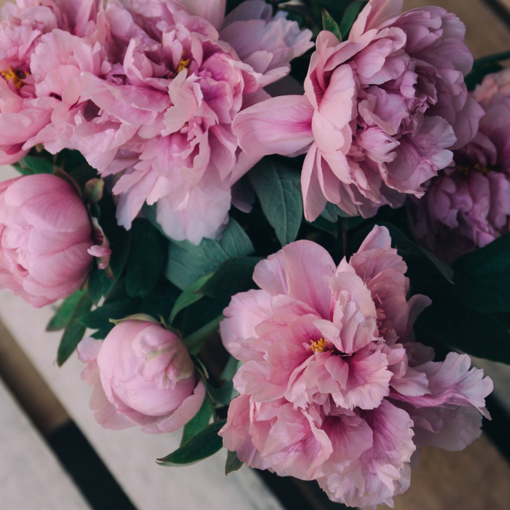 Розовые цветы пиона на деревянной лавке 