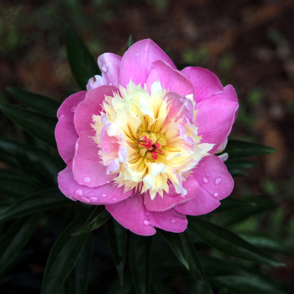 Розовый пион в каплях росы крупным планом