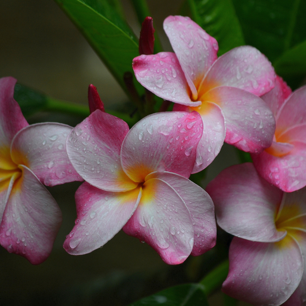 Розовые цветы плюмерии с зелеными листьями