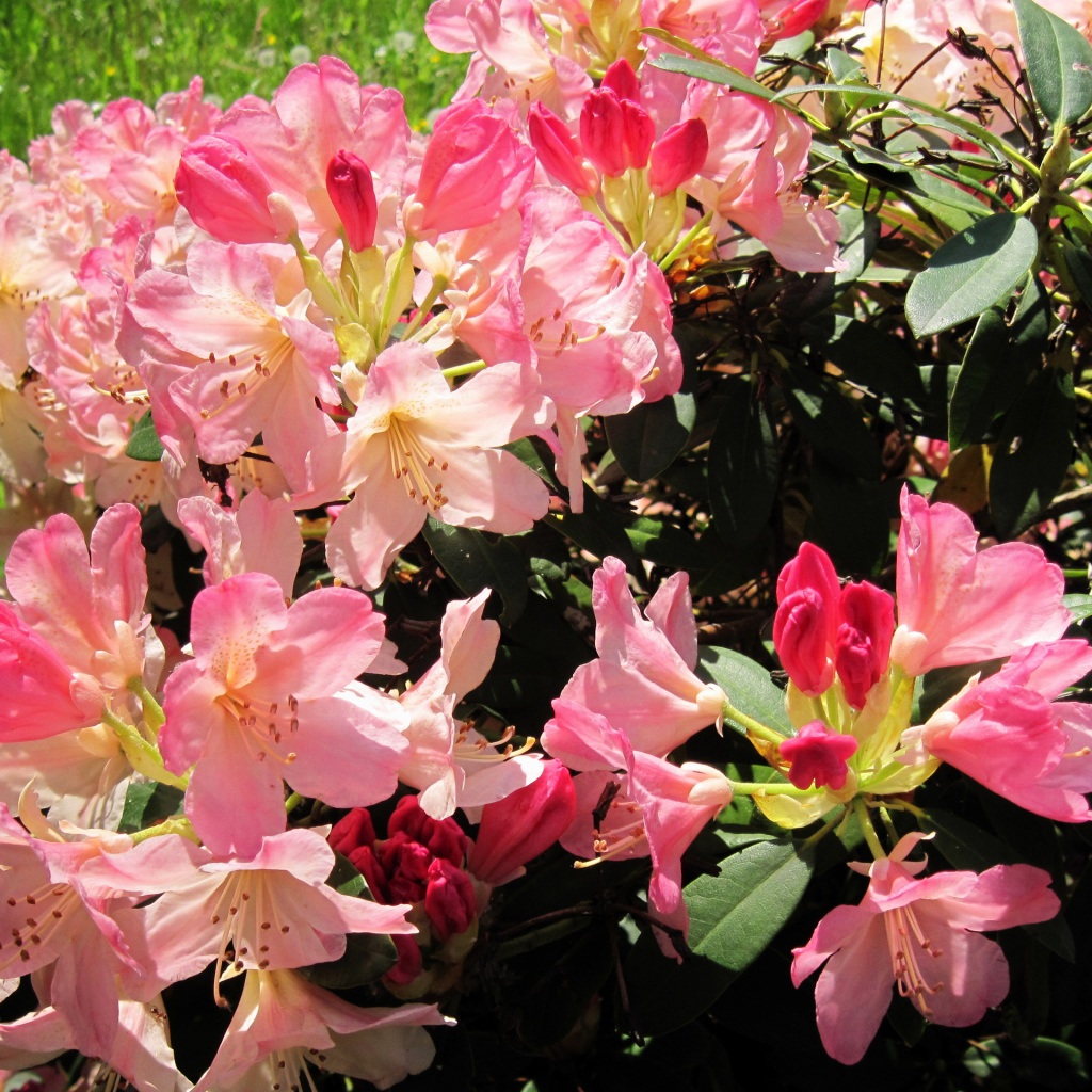 Розовые цветы рододендрон на клумбе