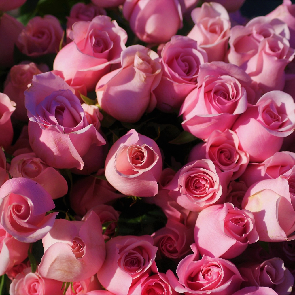 Розовые розы крупным планом, вид сверху