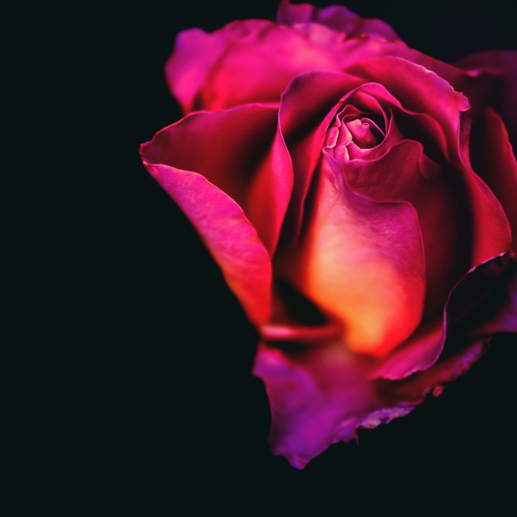 Розовая роза крупным планом на черном фоне