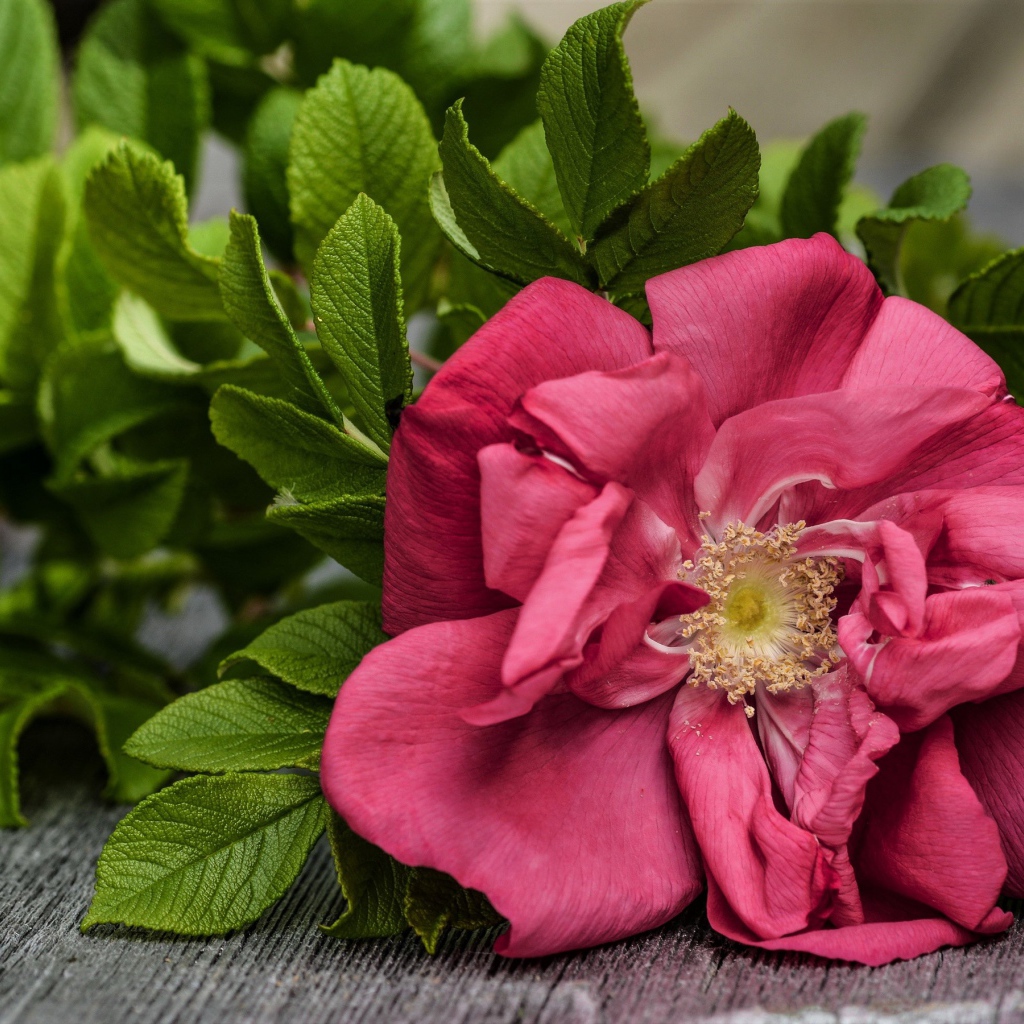 Розовый цветок розы с зелеными листьями