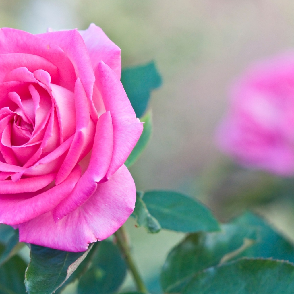 Садовая розовая роза крупным планом