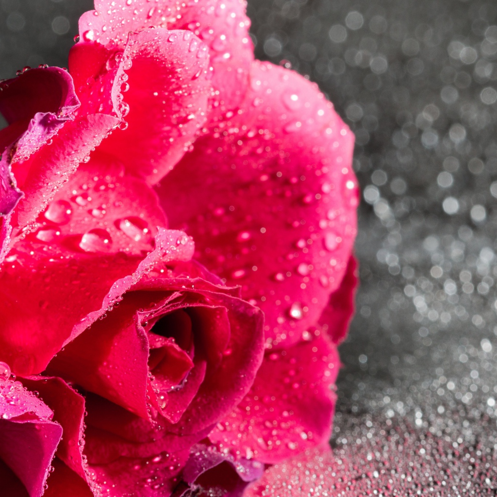 Розовая роза в каплях воды на сером фоне