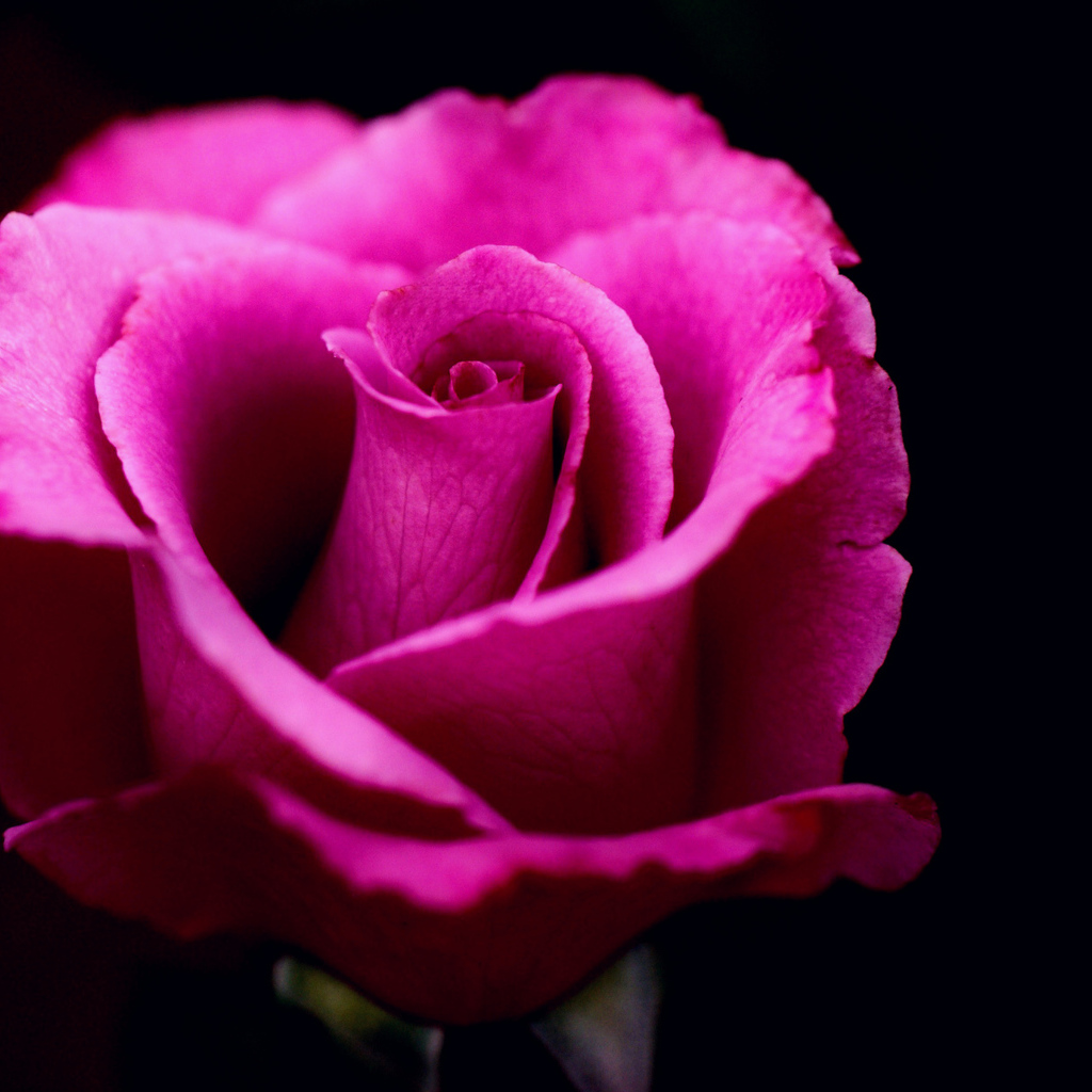 Розовая роза на черном фоне крупным планом