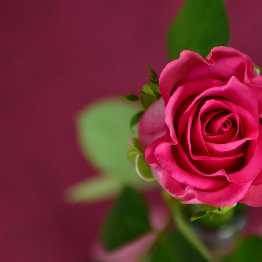 Розовая роза на розовом фоне