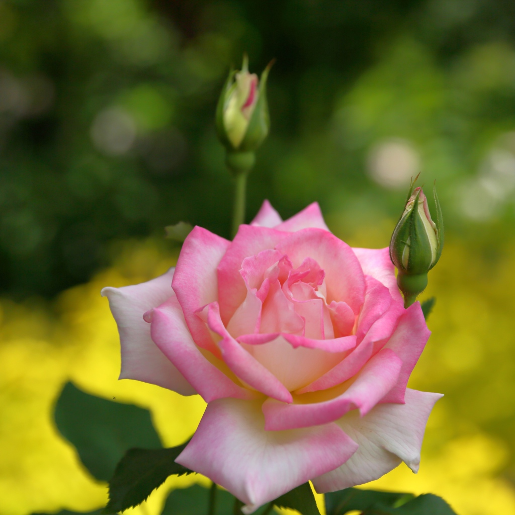 Розовая роза с двумя бутонами крупным планом