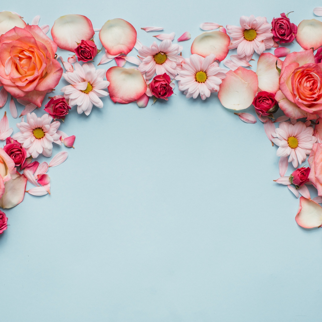 Розовые розы и хризантемы на голубом фоне 