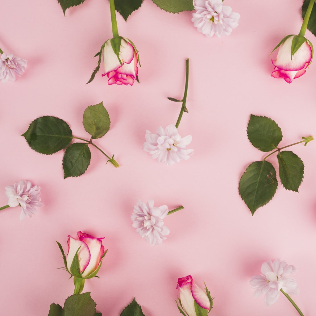 Розовые розы и хризантемы на розовом фоне 