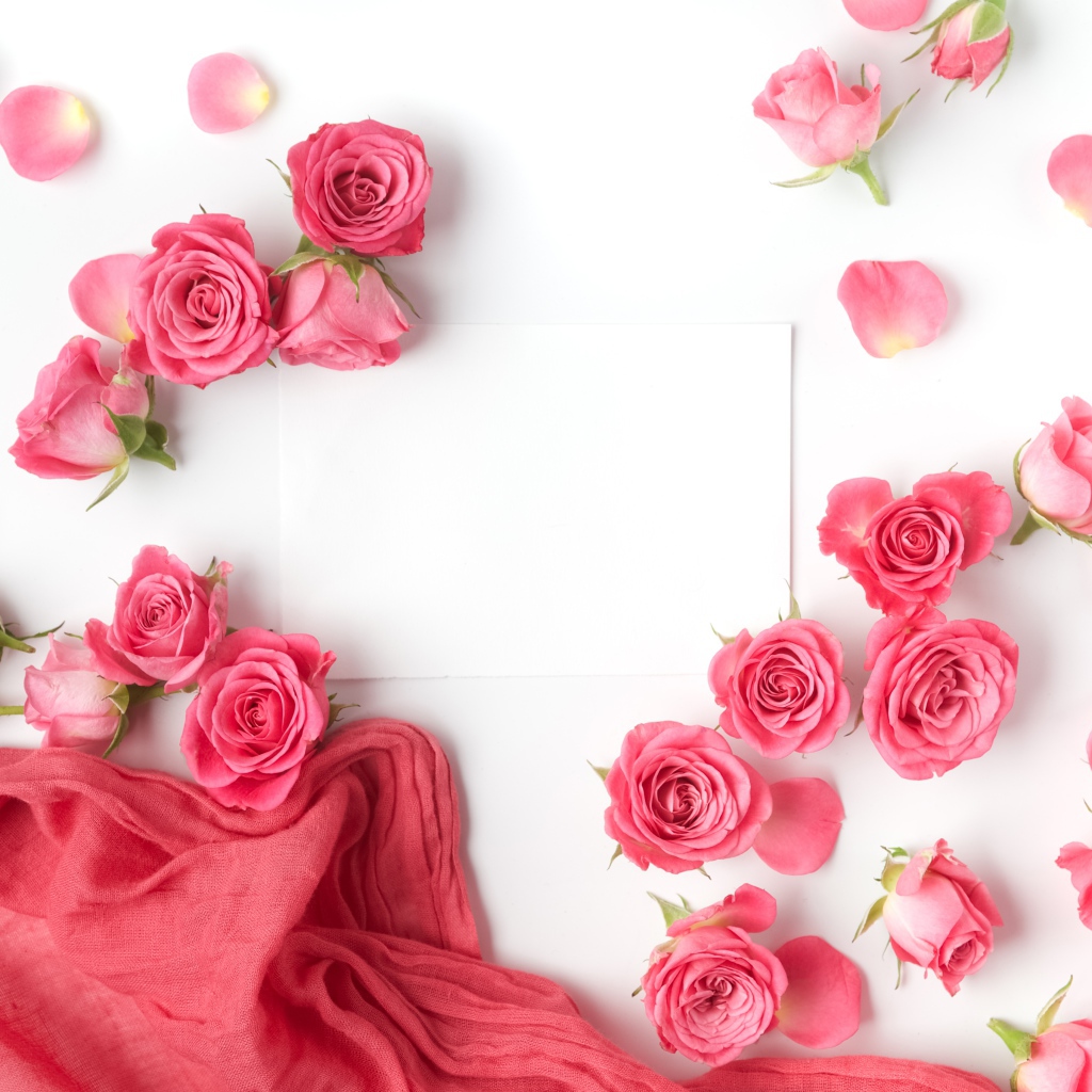 Розовые розы с белым листом бумаги на белом фоне