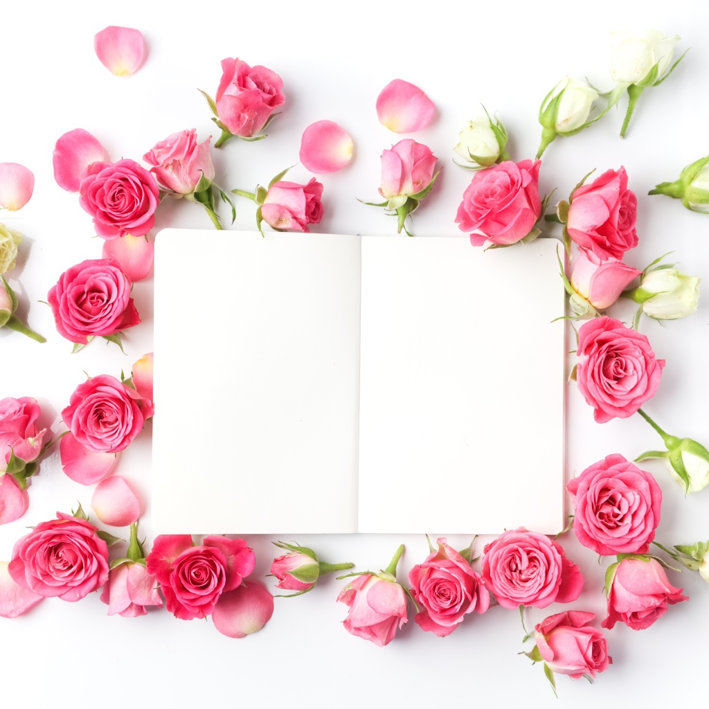 Розовые розы с белым листом, шаблон для открытки