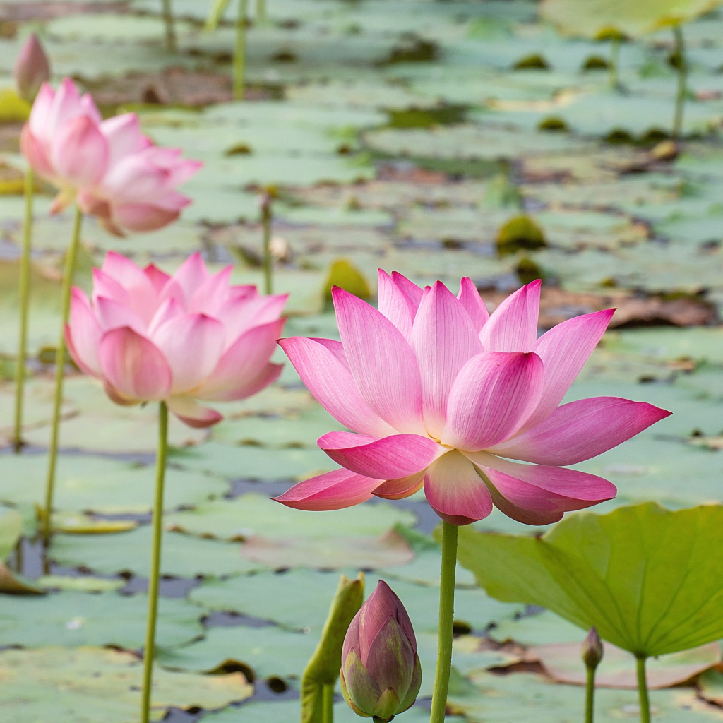 Розовые нежные цветы лотоса в воде