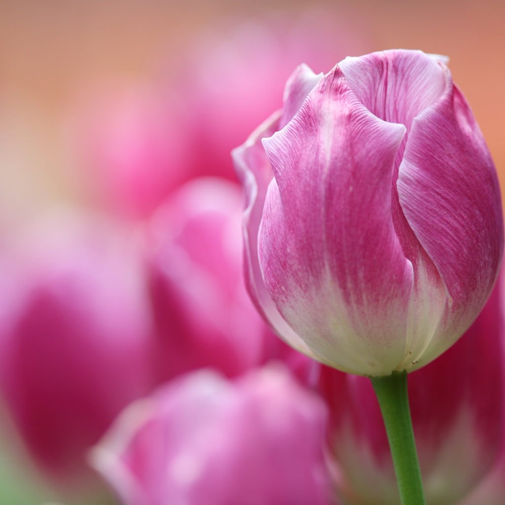 Розовый тюльпан крупным планом