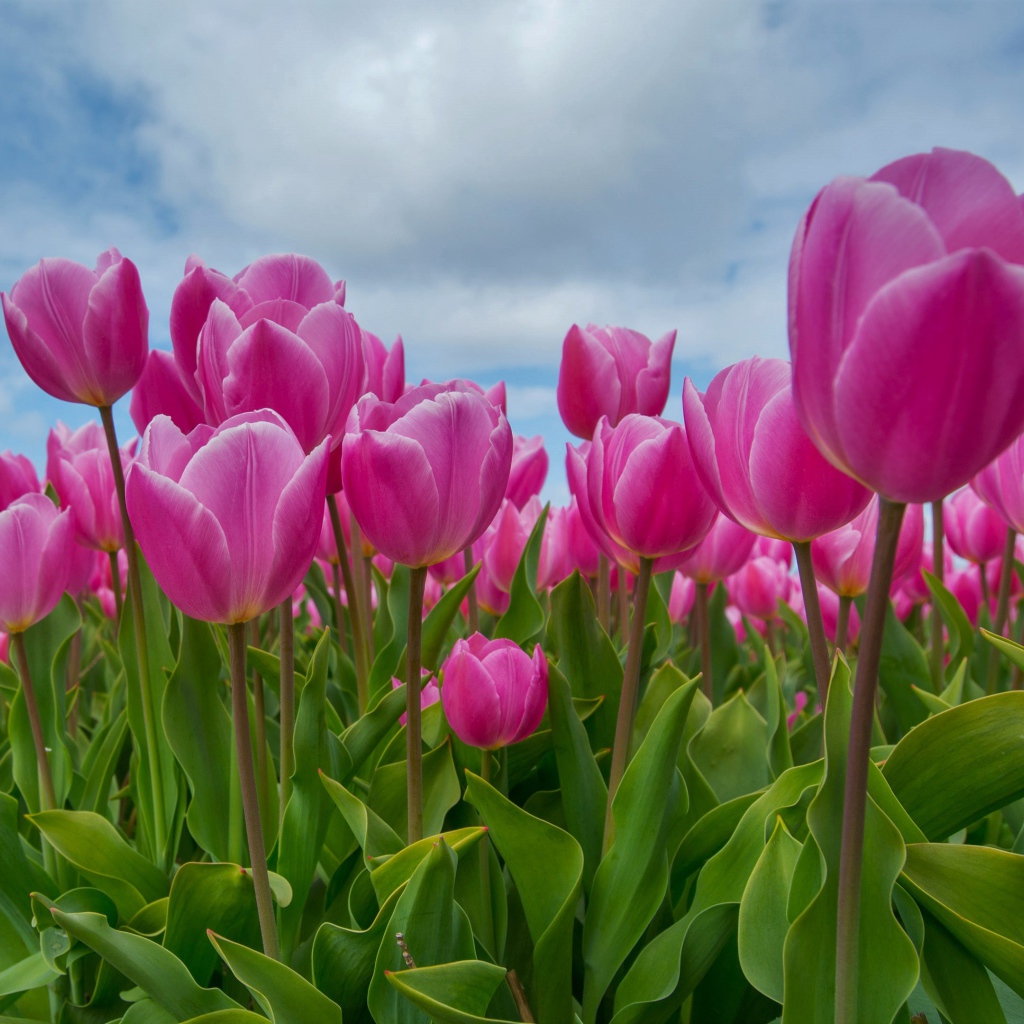 Розовые тюльпаны под красивым небом 