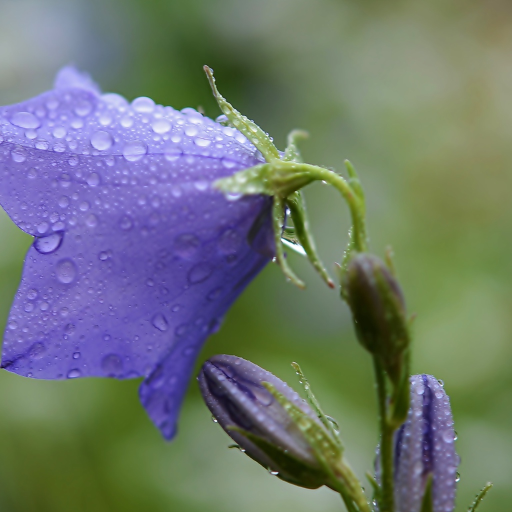 Фиолетовый колокольчик в каплях дождя