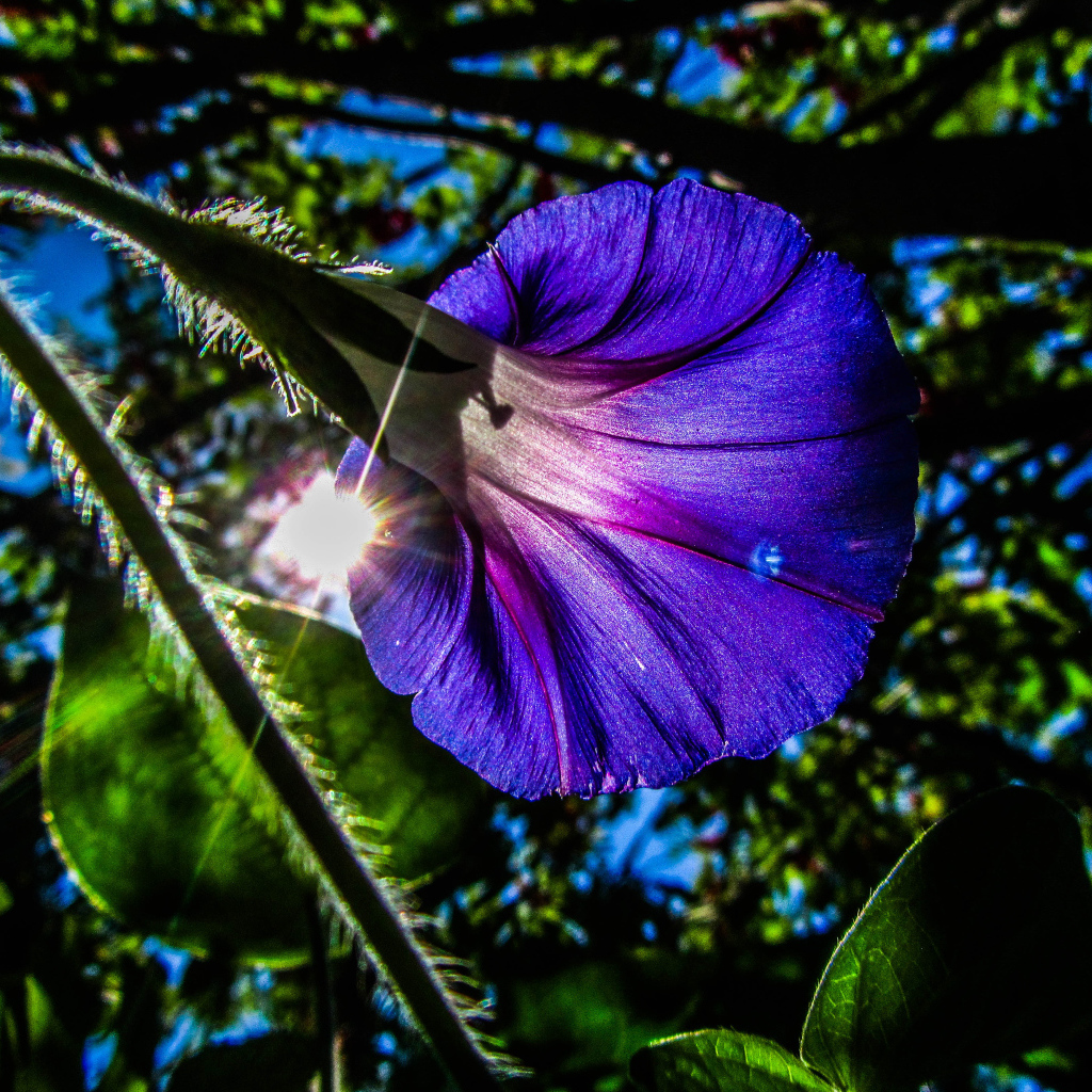 Фиолетовый цветок ипомея в лучах солнца