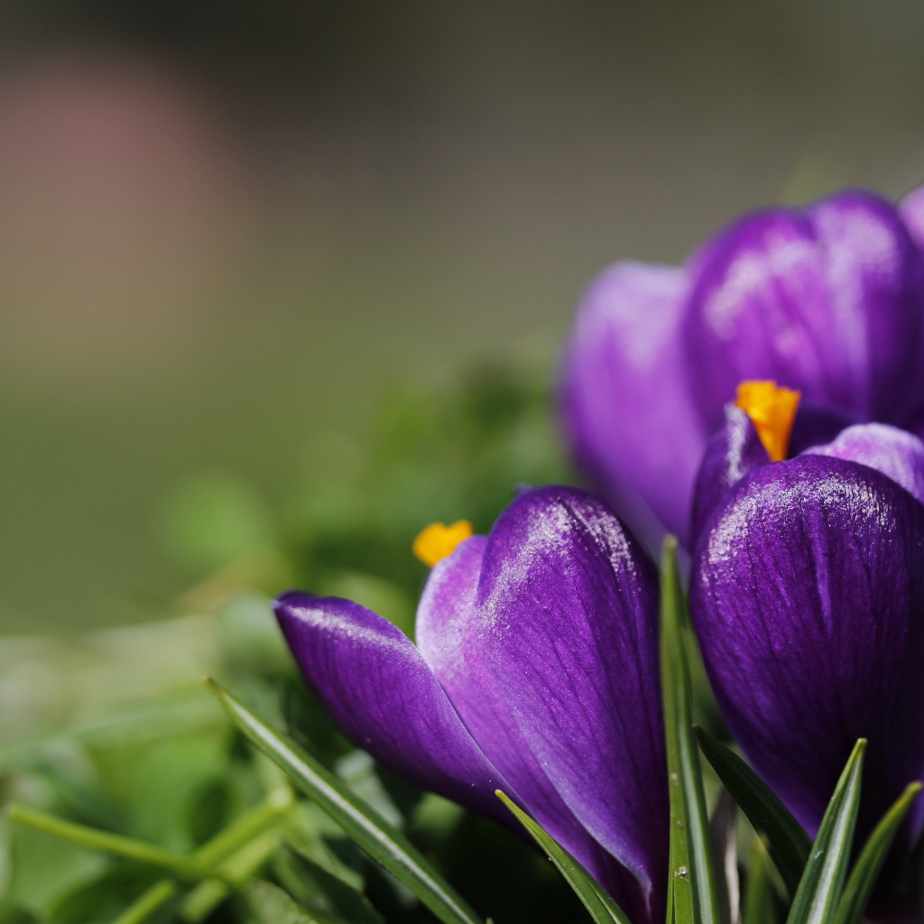 Фиолетовые цветы первоцветы крокусы