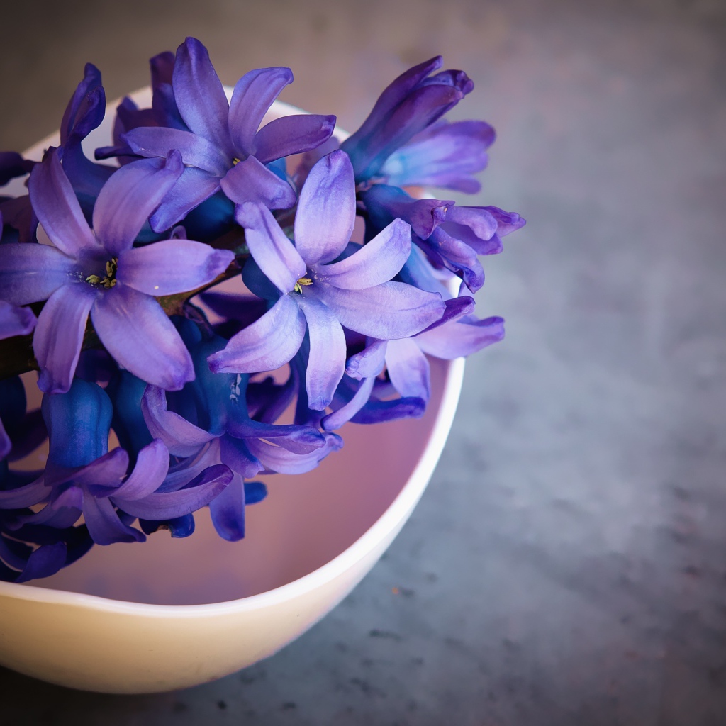Фиолетовый цветок гиацинта на столе