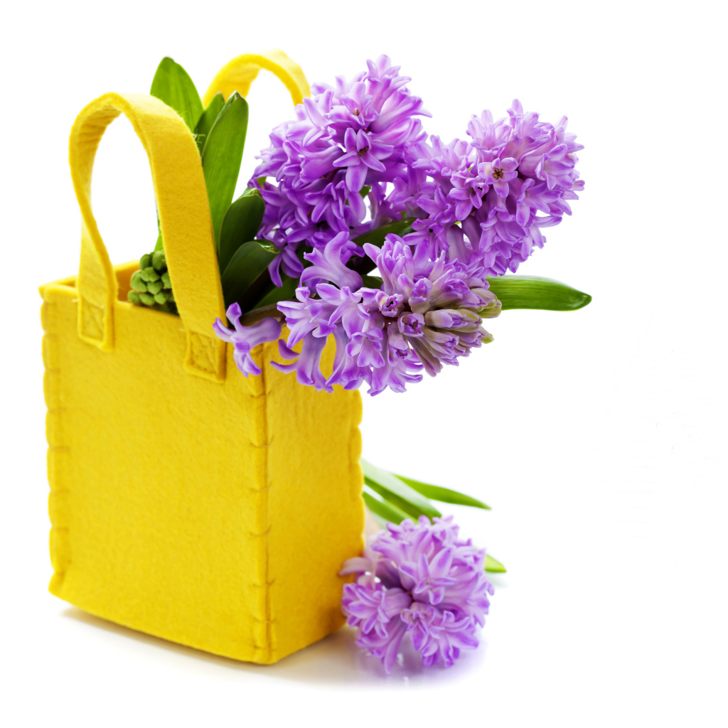 Фиолетовые гиацинты в желтой сумочке на белом фоне