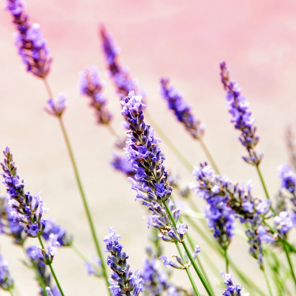 Фиолетовые цветы лаванды крупным планом