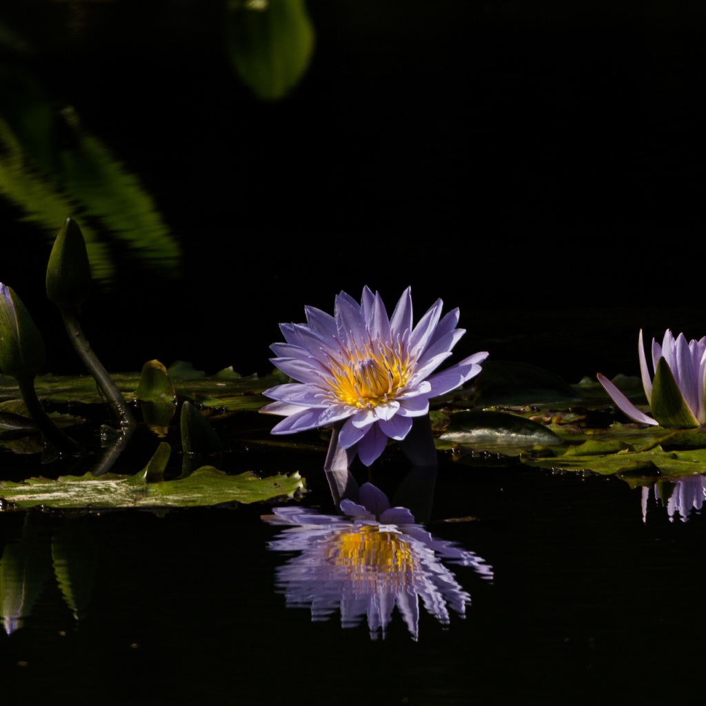 Фиолетовые цветы лотоса отражаются в воде 