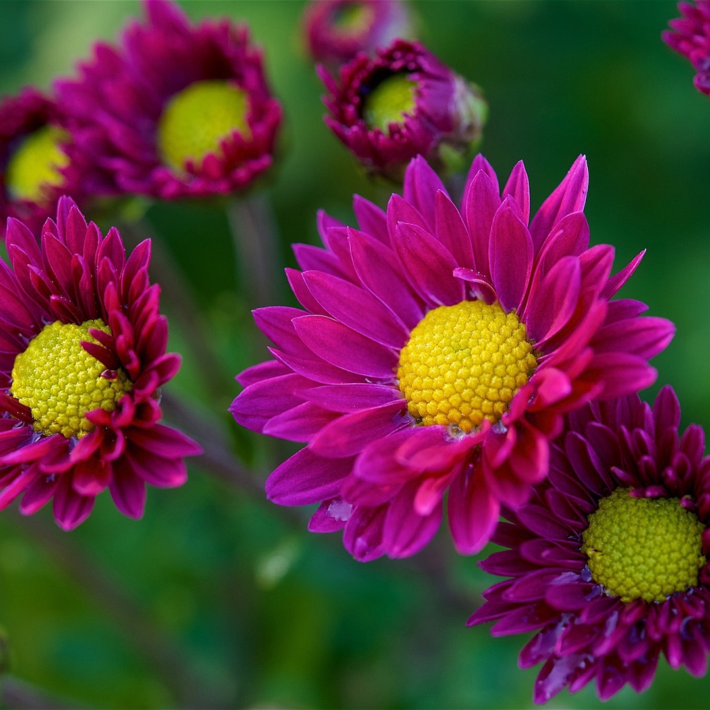 Фиолетовые цветы орхидеи с желтой серединой 